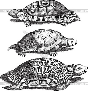 Set of turtles - vector image