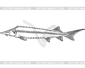 Рыба шип (Acipenser nudiventris) - клипарт в векторе