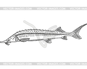Рыба стерлядь (Acipenser ruthenus) - клипарт в векторном формате
