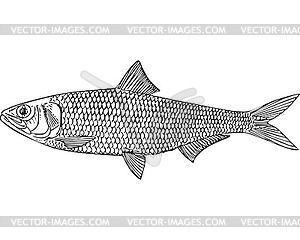 Caspian anadromous shad fish (Alosa kessleri) - vector clipart