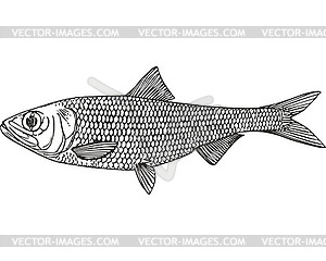 Saposhnikovi shad fish (Alosa saposchnikowii) - vector clipart