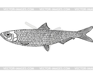 Caspian sprat fish (Clupconella delicatula caspia) - vector clip art