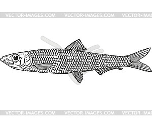 Anchovy sprat fish (Clupeonella engrauliformis) - vector image