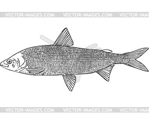 Muksun fish (Coregonus muksun) - vector clipart