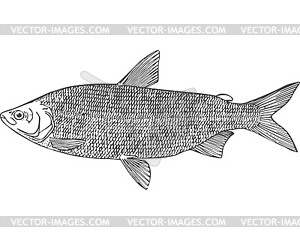 Peled fish (Coregonus peled) - vector image