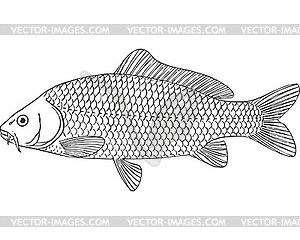 Carp fish (Cyprinus carpio) - vector image