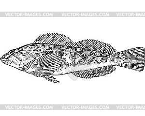 Masked greenling fish (Hexagrammos octogrammus) - vector clipart