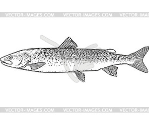 Taimen fish (Hucho taimen) - vector clip art