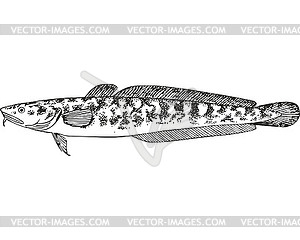 Burbot fish (Lota lota) - vector clip art