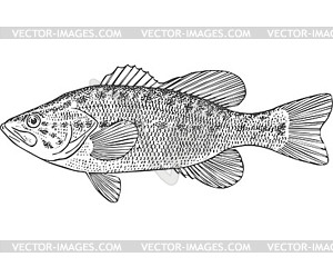 Largemouth bass fish (Micropterus salmoides) - vector EPS clipart