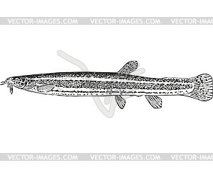 European weatherfish fish (Misgurnus fossilis) - vector image