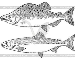 Pink salmon fish (Oncorhynchus gorbuscha) - vector clipart / vector image