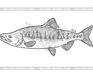 Chum salmon fish (Oncorhynchus keta) (male) - vector image