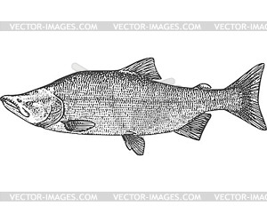 Sockeye salmon fish on white background seafood Vector Image
