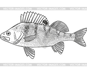 Perch fish (Perca fluviatilis) - vector clipart