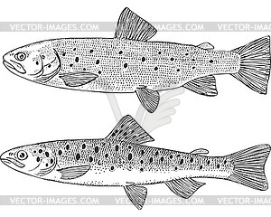 Sevan trout fish (Salmo ischchan) - vector clipart