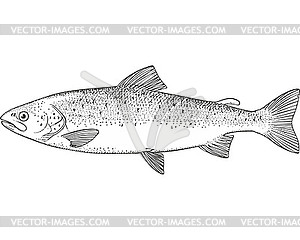 atlantic salmon clipart