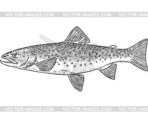 Dolly Varden trout fish (Salvelinus malma) - vector image
