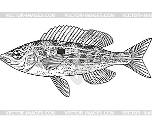 Рыба Обыкновенная смарида (Spicara smaris) - стоковый векторный клипарт