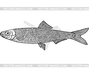 European sprat fish (Sprattus sprattus balticus) - vector image