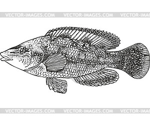 East Atlantic peacock wrasse fish (Symphodus tinca) - vector clipart