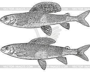 Baikal grayling (Thymallus arcticus baicalensis) - vector clipart