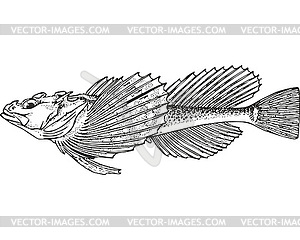 Fourhorn sculpin fish (Triglopsis quadricornis) - vector clipart