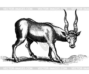 Antelope grazing - vector clipart