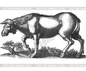 Moose female - vector clipart