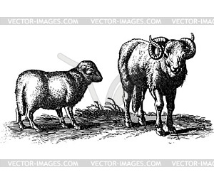 Овцы и баран - клипарт