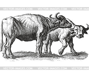 Two bulls - vector clip art