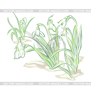 White flowers snowdrop, flowering plants to bloom. - vector clip art