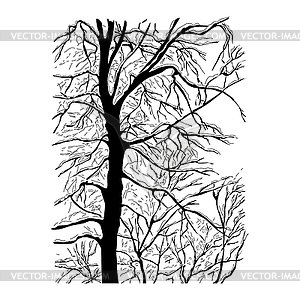 Trees without leaves, forest in winter or autumn - vector image