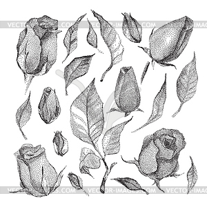 Roses Botanical set - vector clipart / vector image