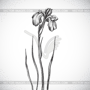 Flower. Black and white Dotwork - vector clipart