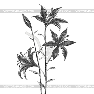 Flower. Black and white Dotwork - vector image
