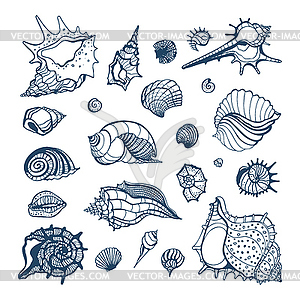 Collection of seashells - vector image