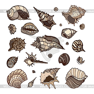 Collection of seashells - vector clip art