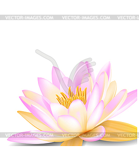 Water lily - vector clip art