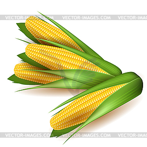 Corn cobs with green leaves - vector clip art