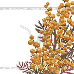 Mimosa flowers - vector clipart