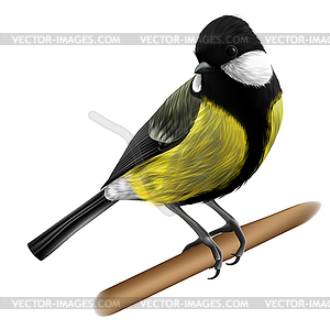 Titmouse - vector clipart