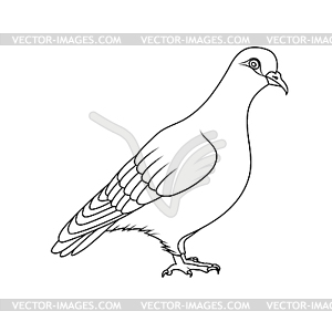 Coloring book: pigeon - vector clip art