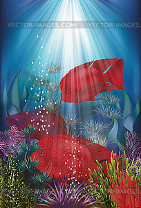 Underwater banner with fish Herichthys Carpintis Super  - vector clipart