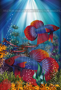 Underwater banner with Betta Splendens and Cardinal Tet - vector clip art