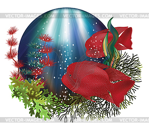 Underwater card with Red Texas Flowerhorn Cichlid fish, - vector clipart