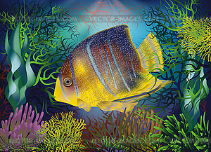 Underwater background with Royal Angelfish, vector - vector EPS clipart