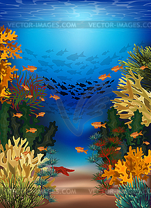 Underwater banner with algae and tropical fish, vector  - vector clipart