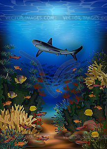 Underwater banner with shark and tropical fish, vector  - vector clipart