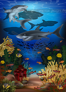 Underwater banner with sharks and tropical fish, vector - vector clip art